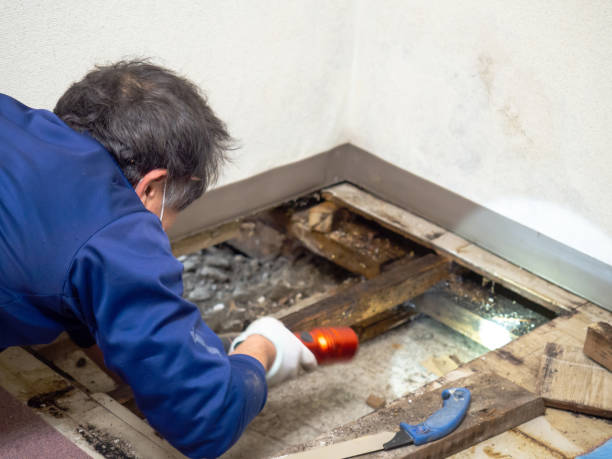 Best Affordable Mold Removal  in Burleson, TX