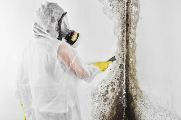 Best Mold Removal Company Near Me  in Burleson, TX