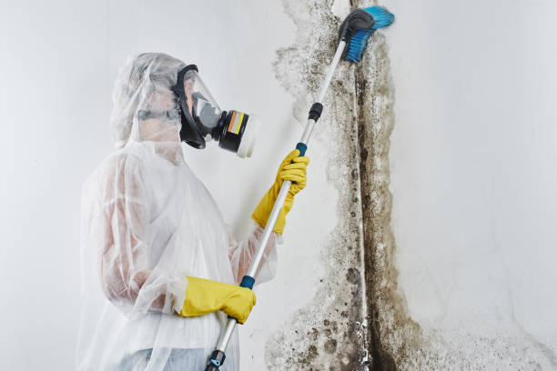 Best Residential Mold Removal  in Burleson, TX