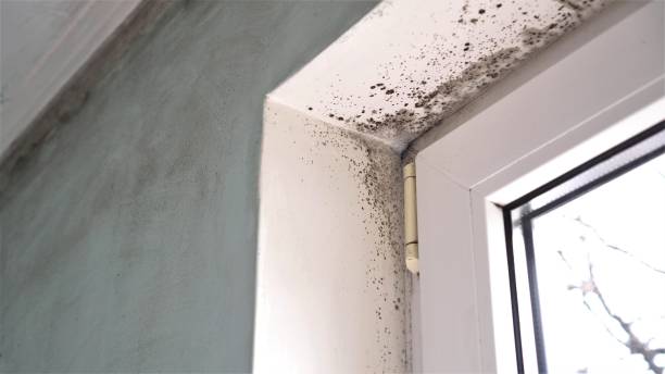 Best Home Mold Removal  in Burleson, TX
