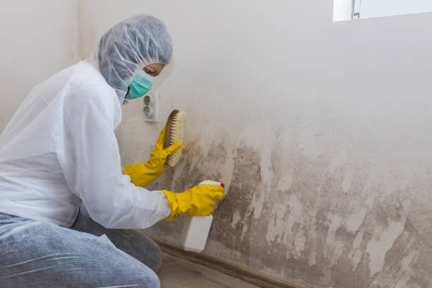 Best Office Mold Removal Services  in Burleson, TX