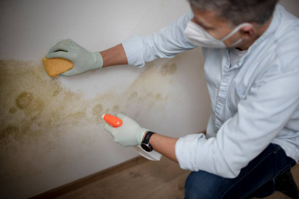 Best Certified Mold Removal  in Burleson, TX