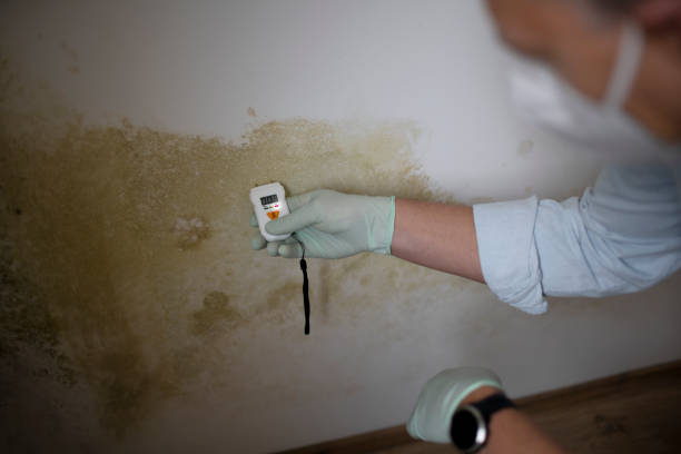 Best Mold Testing  in Burleson, TX