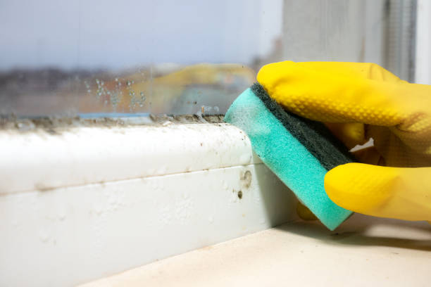 Best Toxic Mold Removal  in Burleson, TX