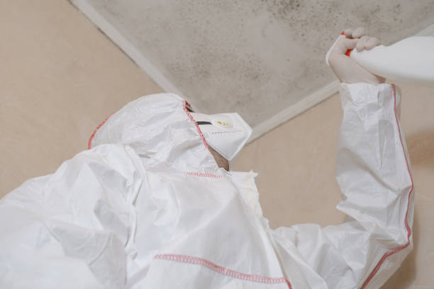 Best Black Mold Removal  in Burleson, TX