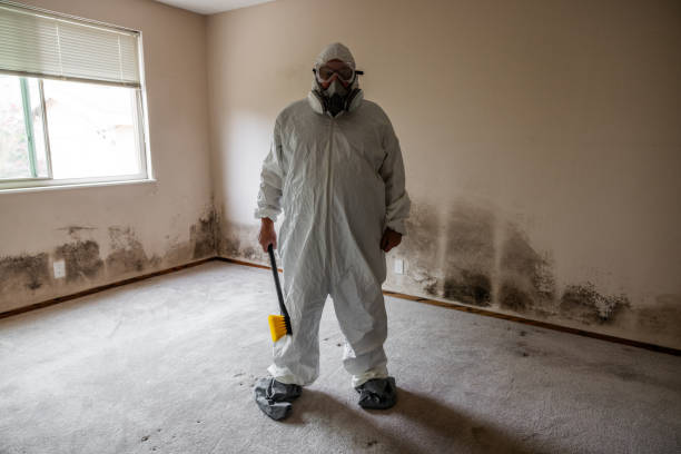 Best Fast Mold Removal  in Burleson, TX