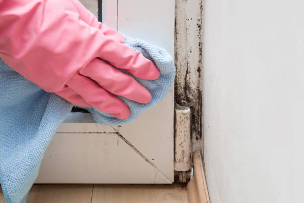 Best Mold Remediation  in Burleson, TX