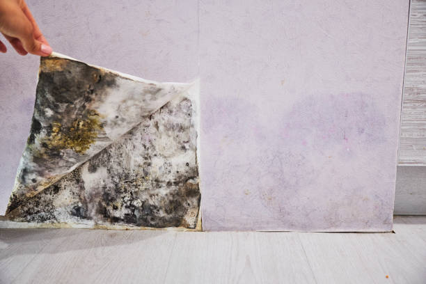 Crawl Space Mold Removal in Burleson, TX